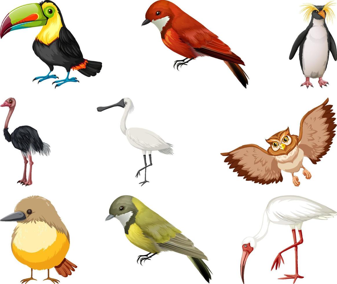Different kinds of birds collection 6770869 Vector Art at Vecteezy
